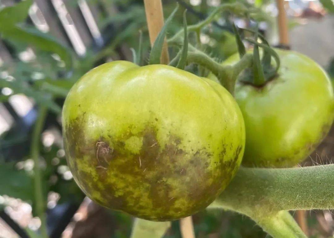 含有龙葵碱,摄入过量或误食龙葵碱时,会引起恶心,呕吐等中毒症状,甚至