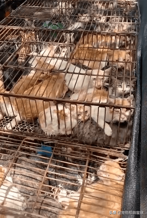 上千只猫咪被偷盗,主人找到的时候,它差点被做成香肠