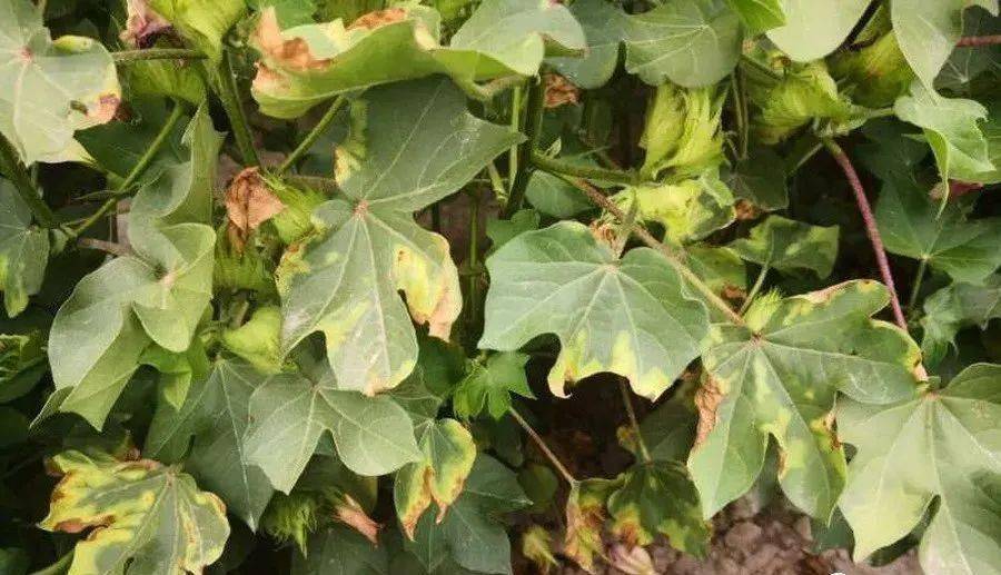 关于控制棉花"黄萎病"的几点建议_病害_病菌_棉田