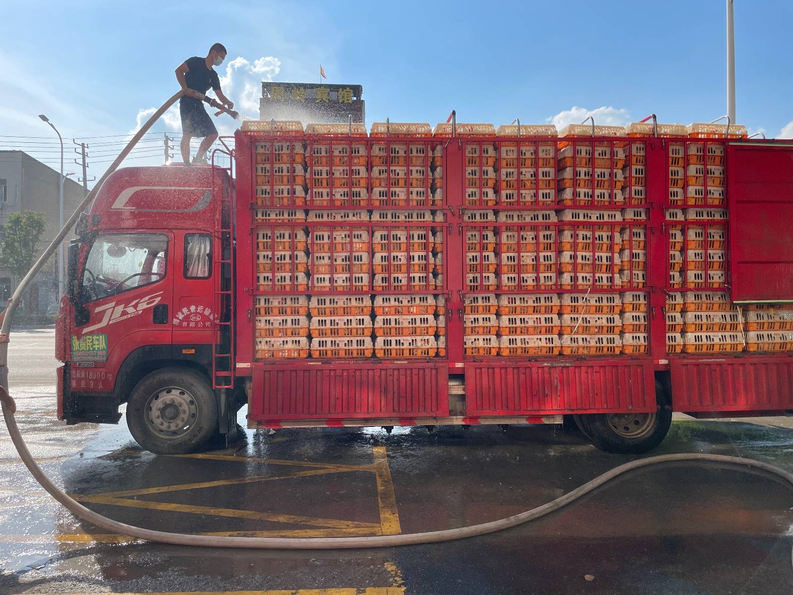 肉鸡变烤鸡安徽一货车司机途径湖北求助消防为鸡淋水降温