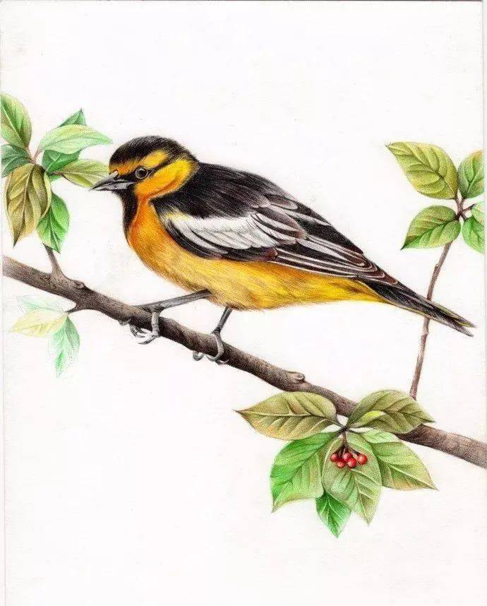 黄鹂鸟彩铅画图片