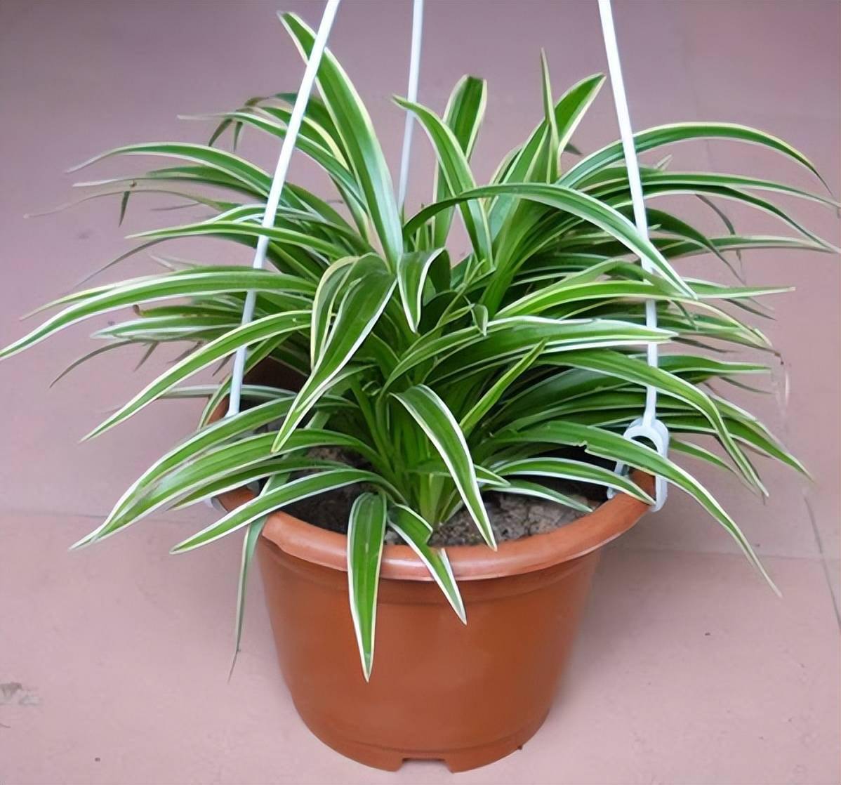 眼树莲属多肉植物,心形的叶片对生在长长的藤蔓上,寓意着心心相印