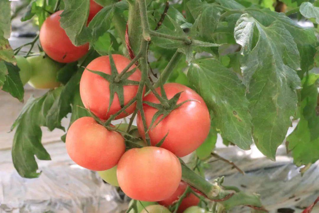 大棚西红柿迎丰收群众增收有保障