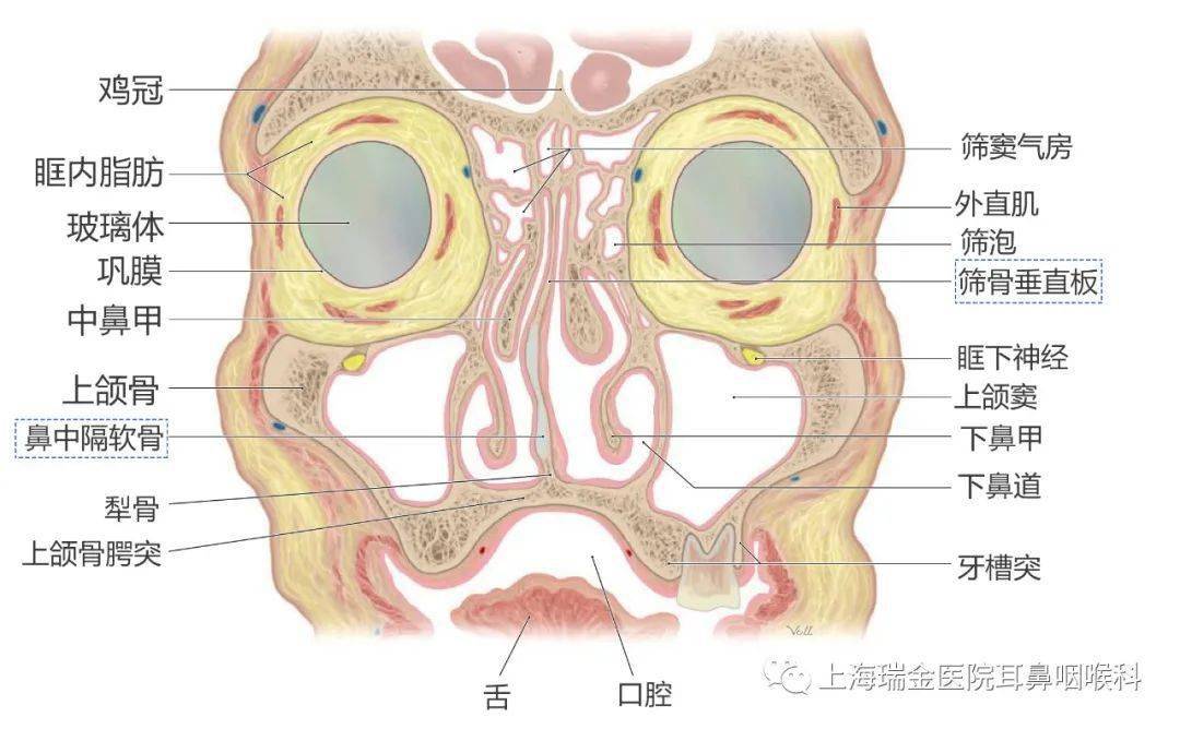 鼻中隔偏曲的分型沒那麼簡單