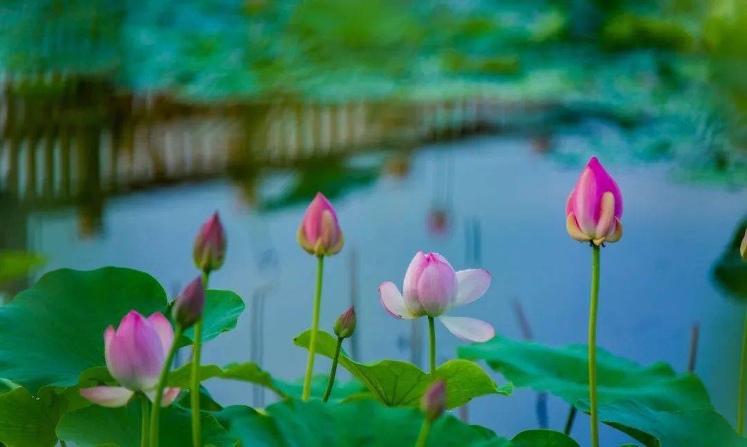 7月15日起 免费 莲池 旅游区 游客 7月15日起 免费 莲池 旅游区 游客