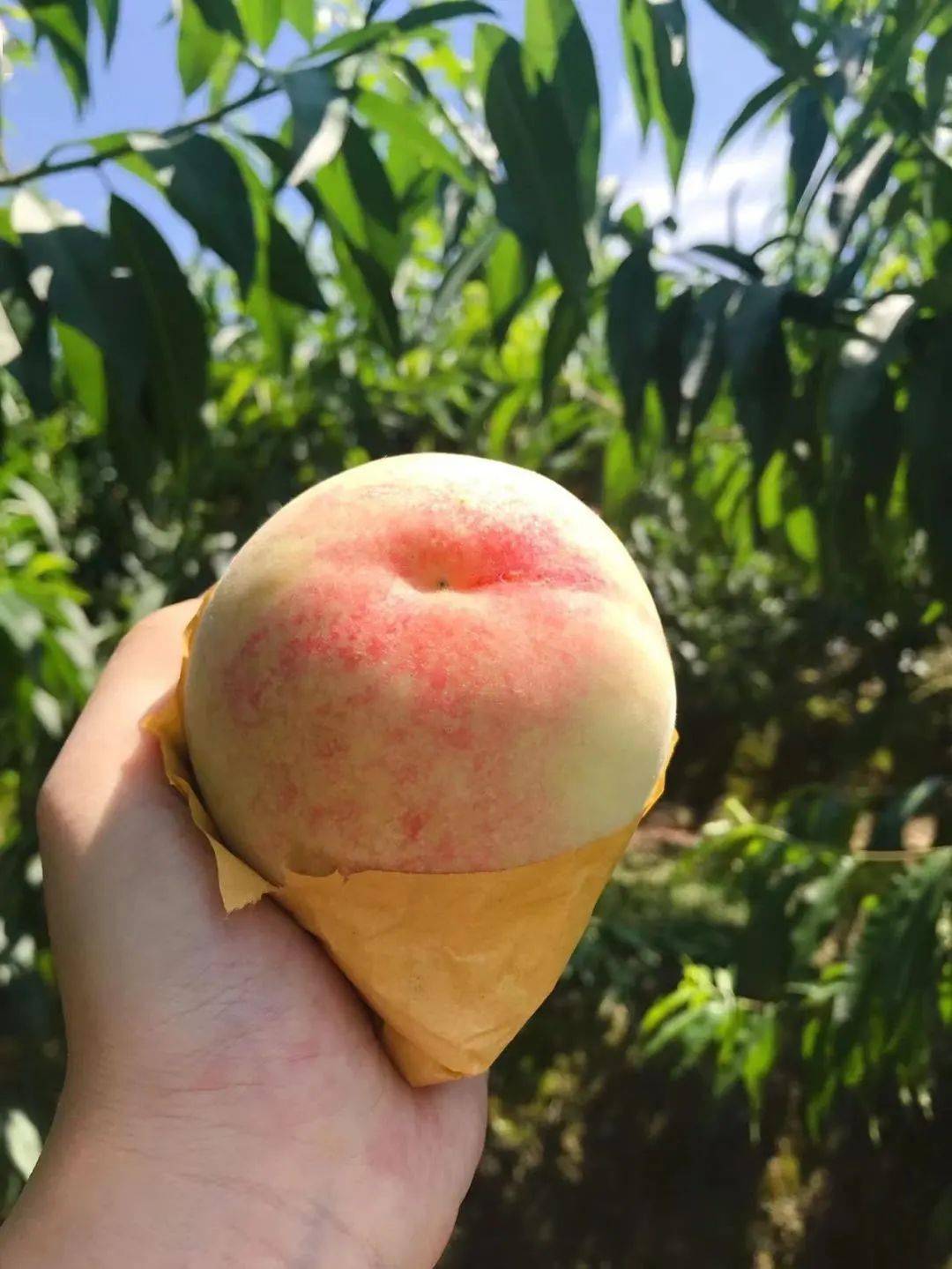 有激情漂流水蜜桃还能避暑纳凉宁波这个清凉之地推出夏季纳凉桃乡行