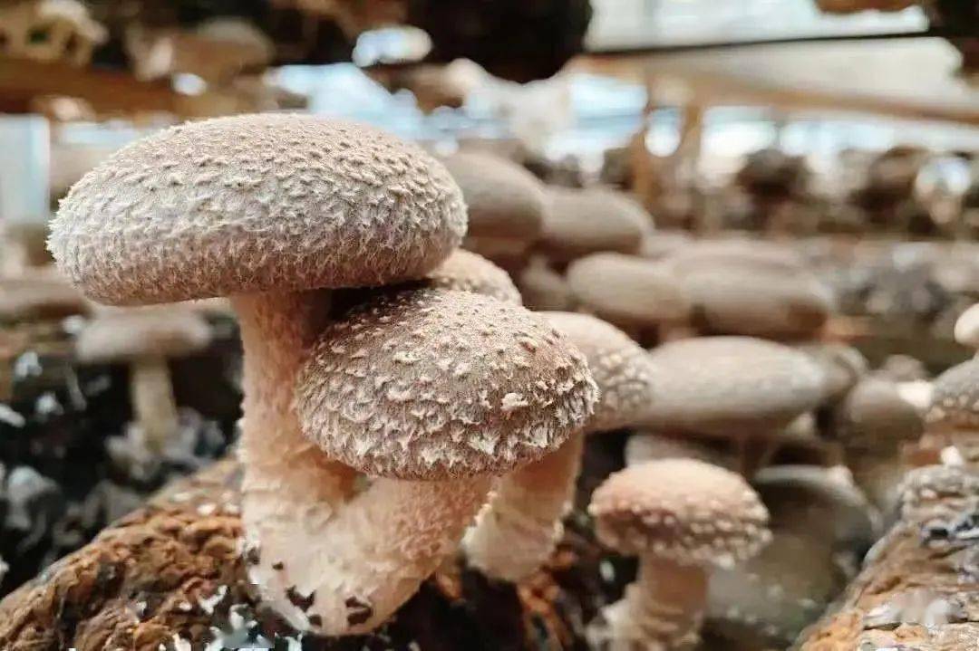 远安人,65号选手"远安香菇"需要您宝贵的一票!_种植_工厂化_湖北省