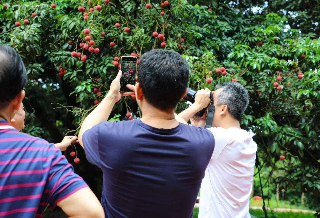 东莞谢岗镇170多年荔枝王开始采摘今年单株产量约400公斤