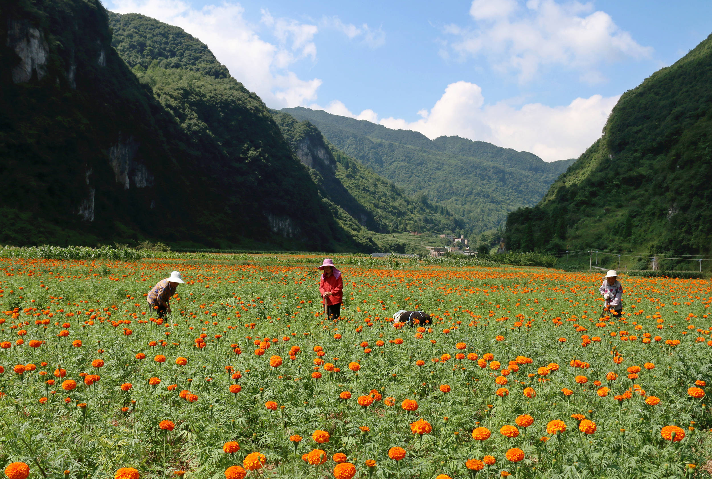 纳雍县文昌街道万寿菊花开群众乐开怀
