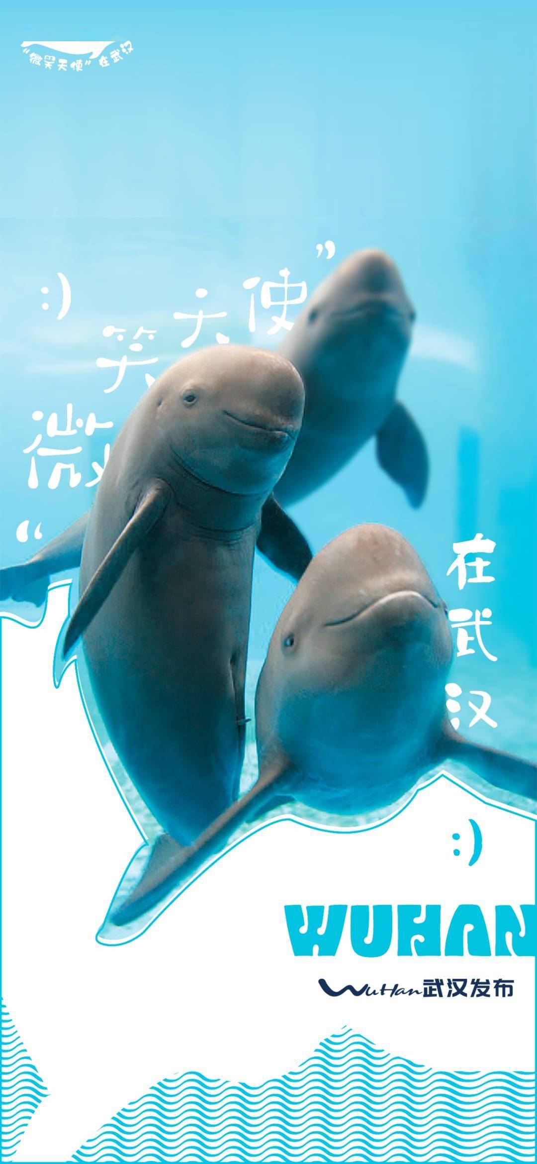 每天一块多钱,请江豚吃顿大餐_武汉_保护_长江