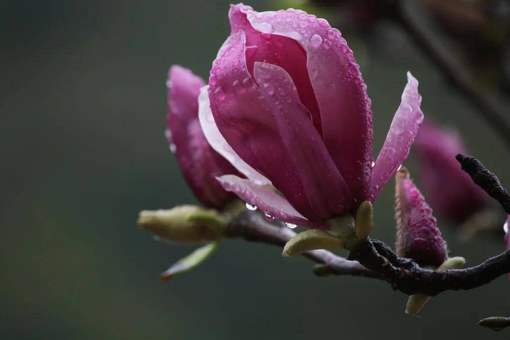 雨露中的鲜花欣赏_画册_图片_来源