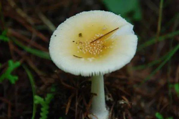 zhang & zhu l. yang赭蓋鵝膏amanita rubescens per