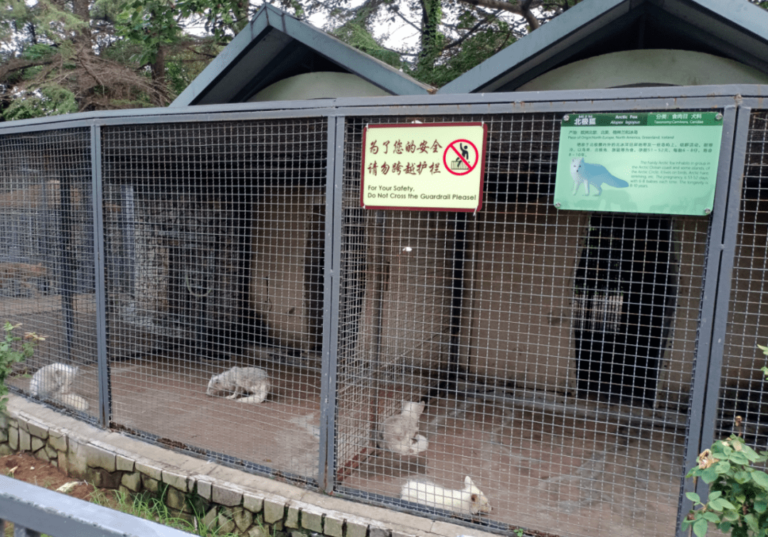 动物园认养动物费用图片