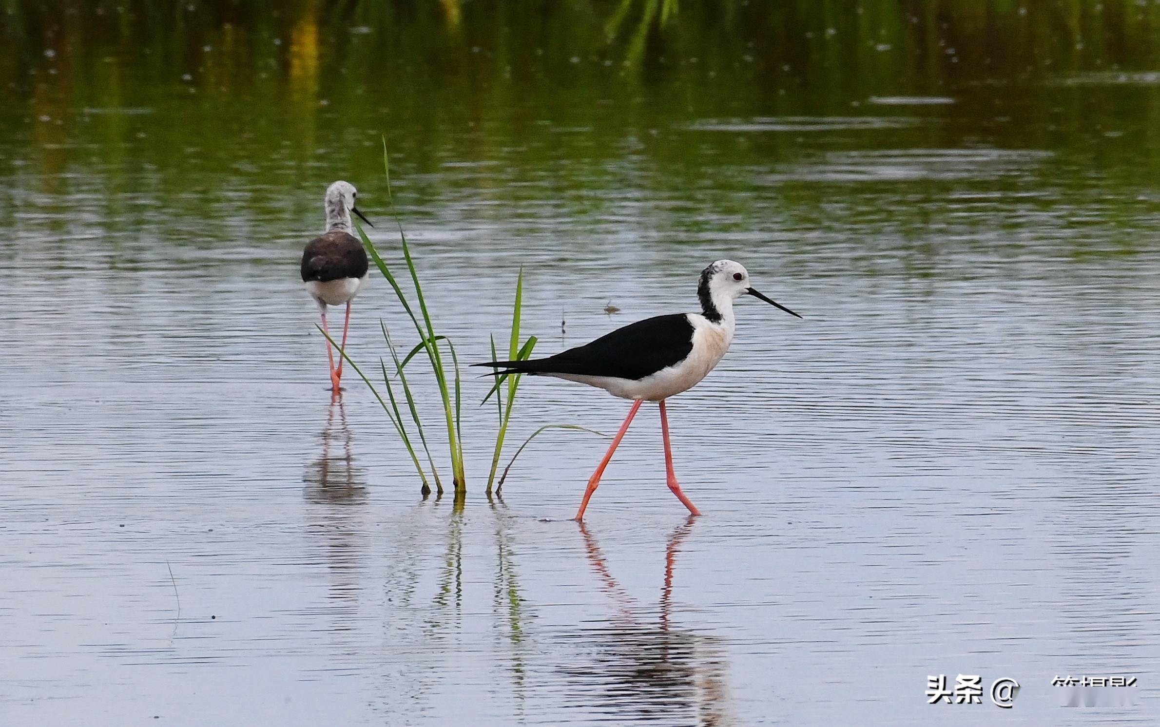 农村水田里的长脚仙黑翅长脚鹬