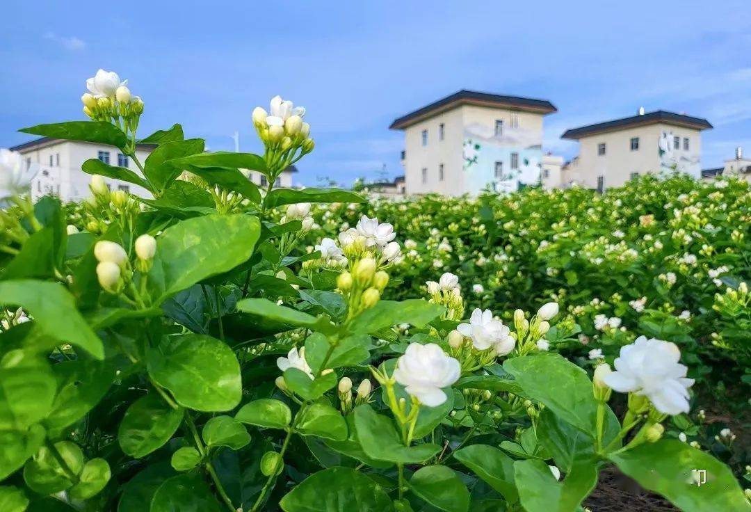 打卡地推荐:横州市校椅镇石井村中华茉莉园● 老友相约乐游南宁 玩转