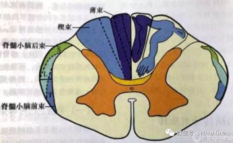 一文讀懂脊髓的解剖和定位診斷