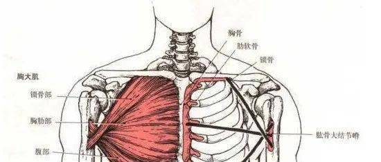 臨床必備:高清超全肌肉解剖圖譜!_肩胛骨_起止點_功能