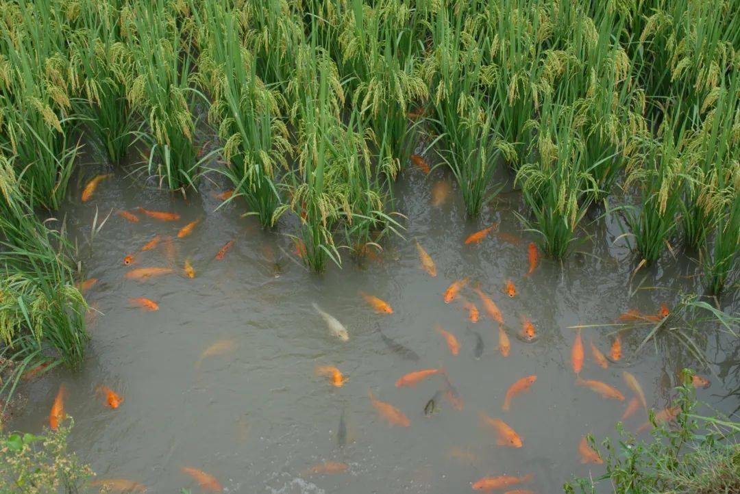 "稻鱼共生"发源地迎来全球盛会_青田_田鱼_农业