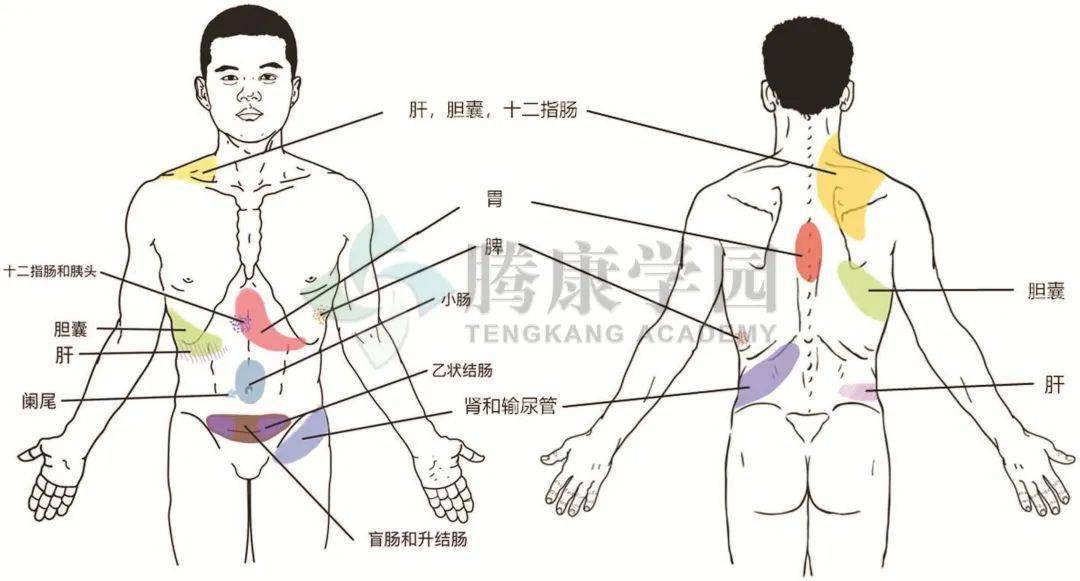 胃区疼痛位置图标准图片