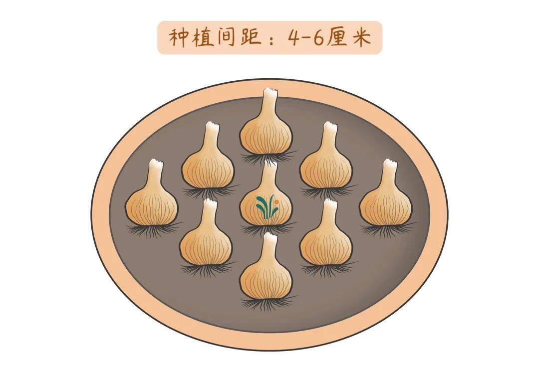 想要风雨兰盆盆大爆花?你需要这样做!_种植_种球_开花
