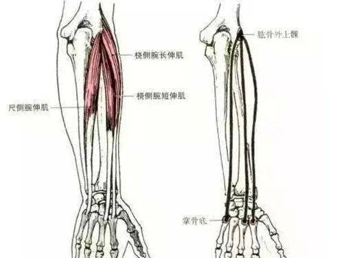 菱形肌解剖图片