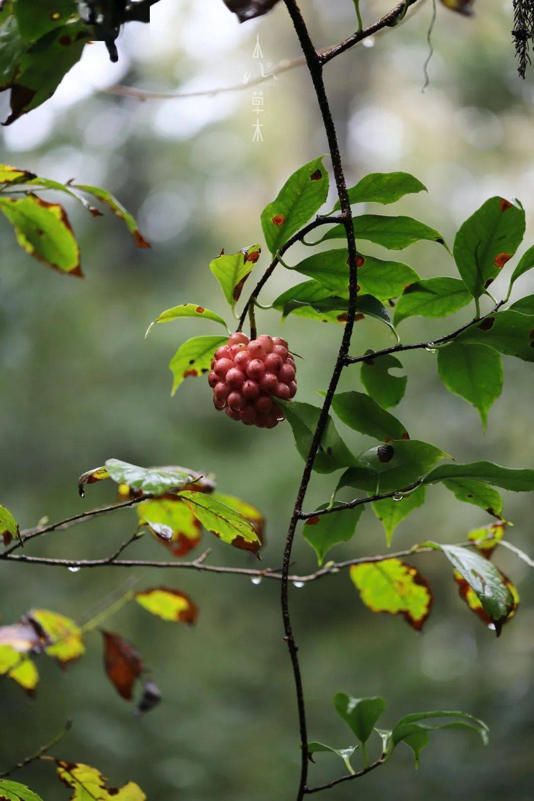 南五味子我帮你育娃你为我传粉