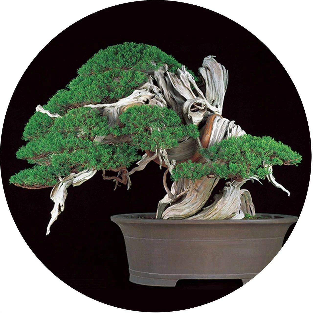 第八届世界盆景大会佳作鉴赏 日本 树干 作品 第八届世界盆景大会佳作鉴赏 日本 树干 作品