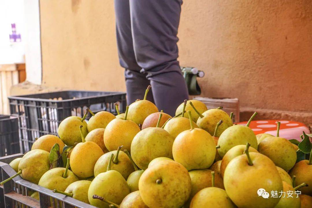 县街红梨熟了,邀你一品!