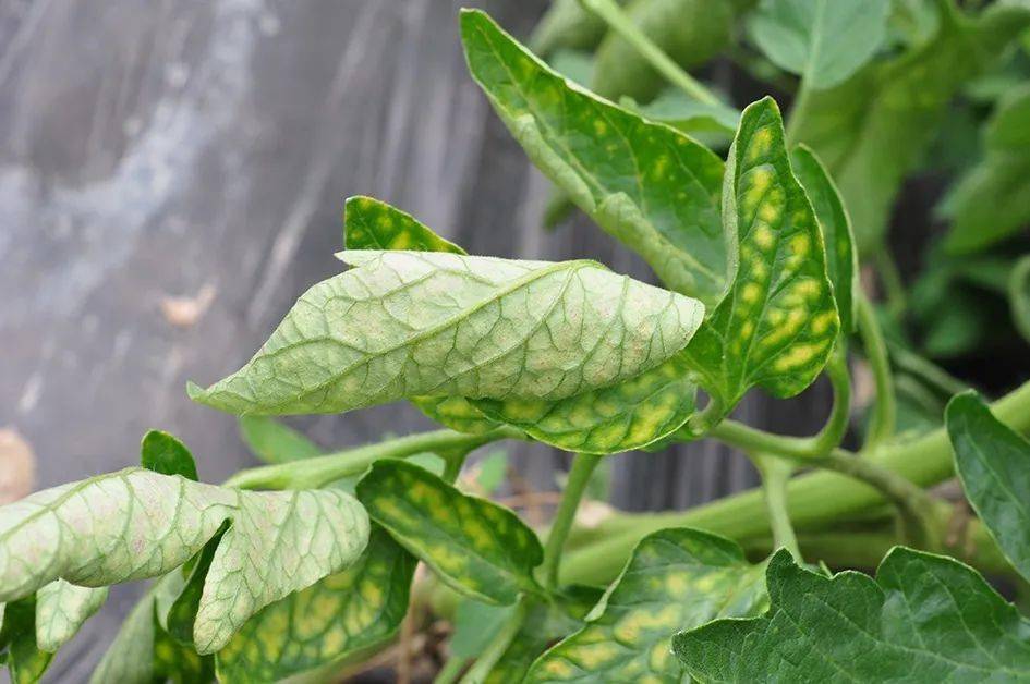 番茄叶霉病 叶片背面表现为:不规则或椭圆形淡黄色褪绿斑,病部初生