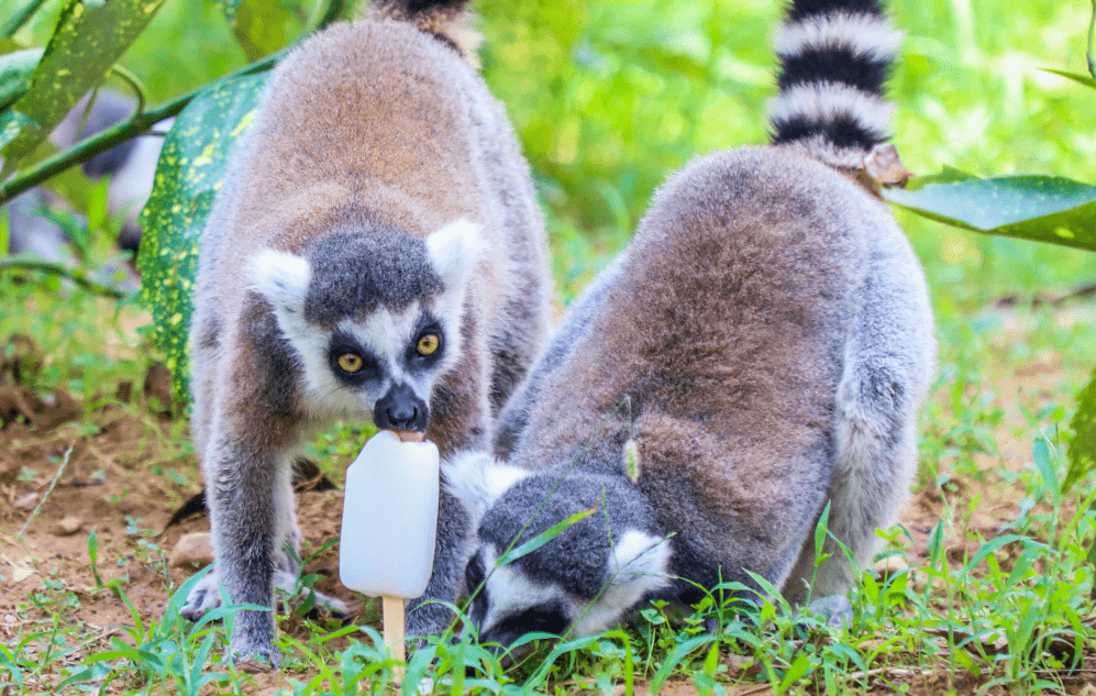花式卖萌炎炎夏日龙之梦动物世界避暑有凉方