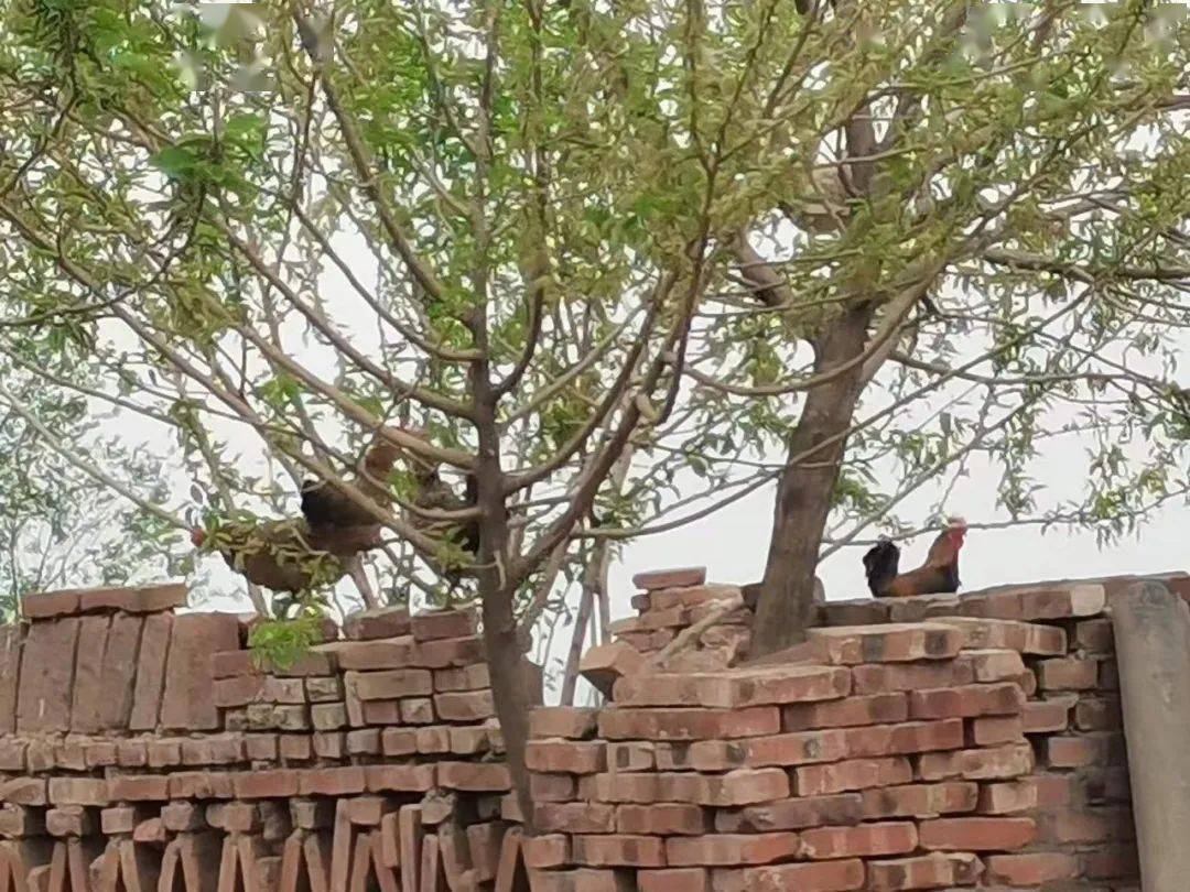 这样的柴鸡蛋老百姓吃起来才放心