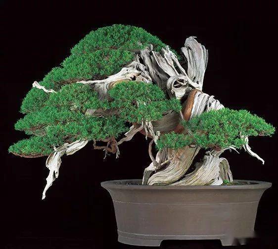 第八届世界盆景大会佳作鉴赏 日本 树干 作品 第八届世界盆景大会佳作鉴赏 日本 树干 作品