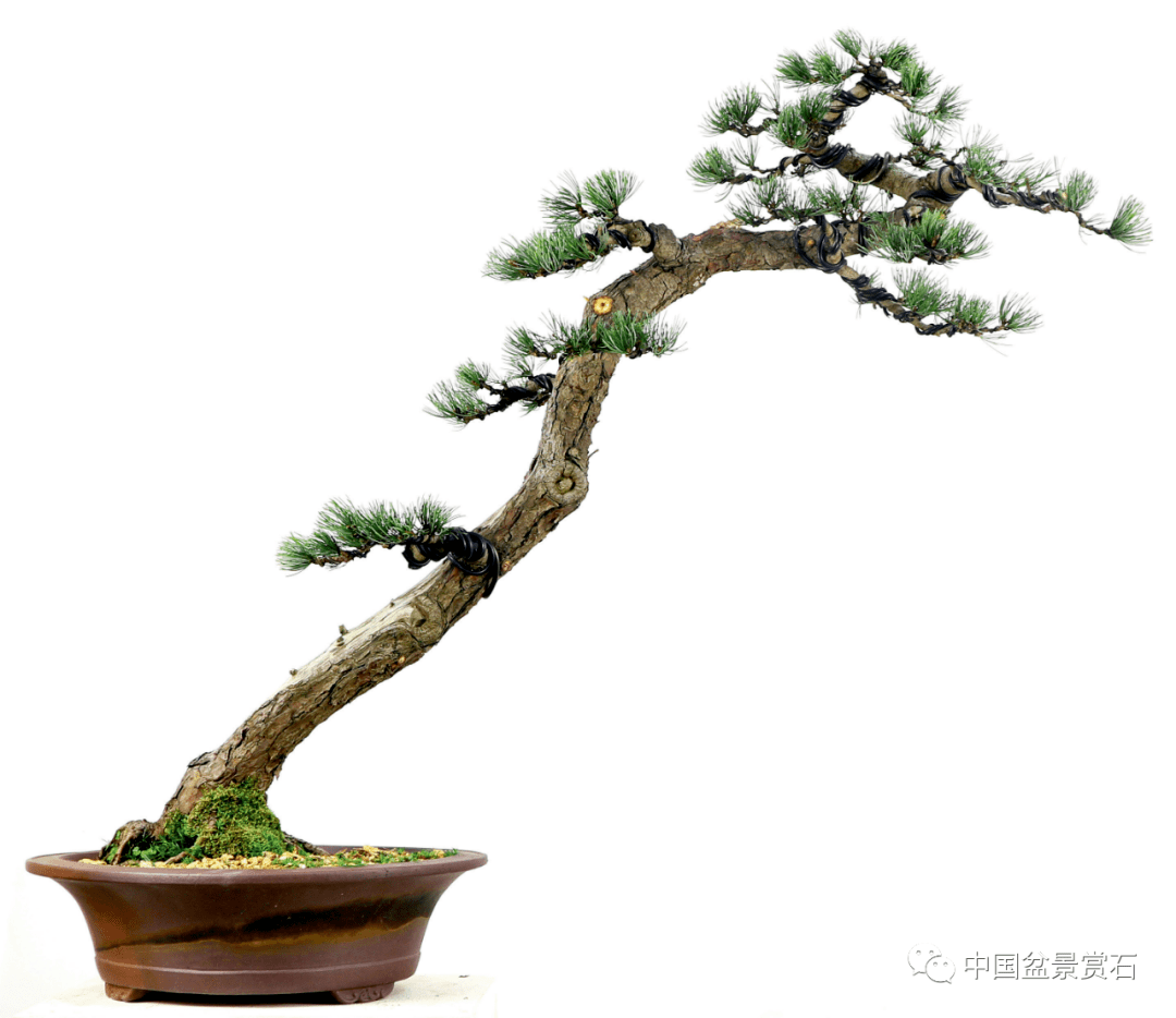 完成品"一览众山小" 大阪松 徐昊作品文章来源:《中国盆景赏石》2022