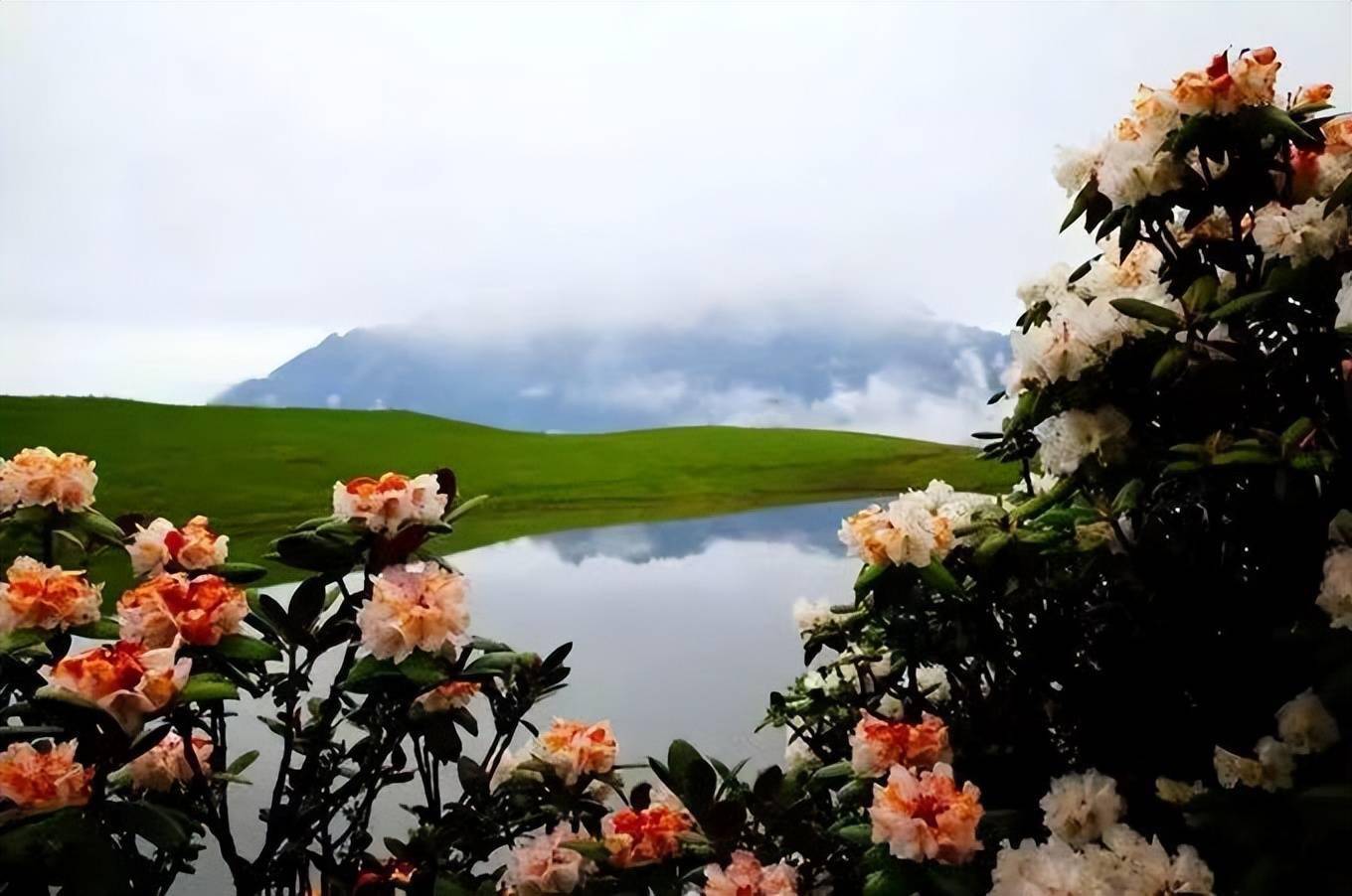 「九顶山」九顶山花海,最美的天国花园插图5