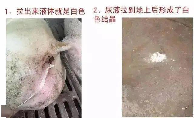第一种情况母猪产道化脓性炎症:分娩前后是发生产道炎症最常见的时机