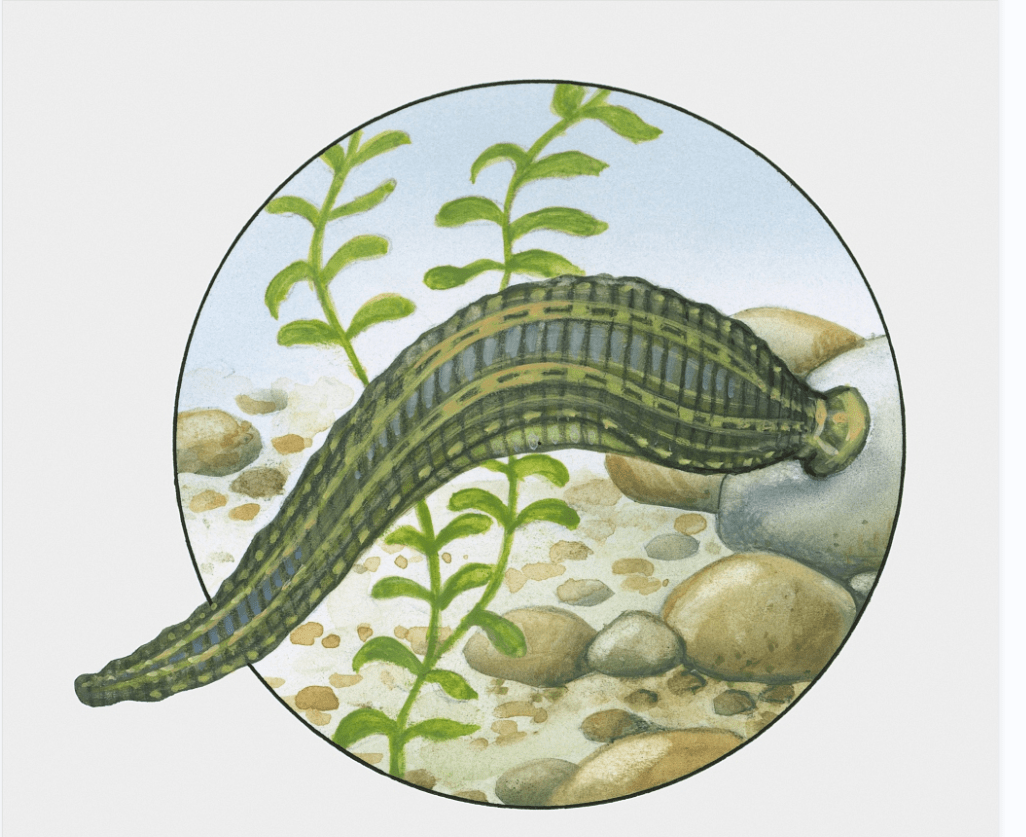 夏季毒虫图鉴,遇到它们要小心_蚂蟥_危害_伤口