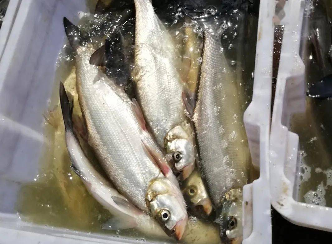 龙江农业好品牌之兴凯湖大白鱼_含量_国宴上_人们