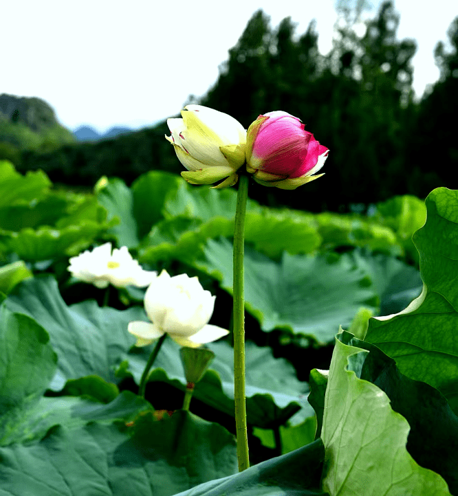 三头并蒂莲花图片图片