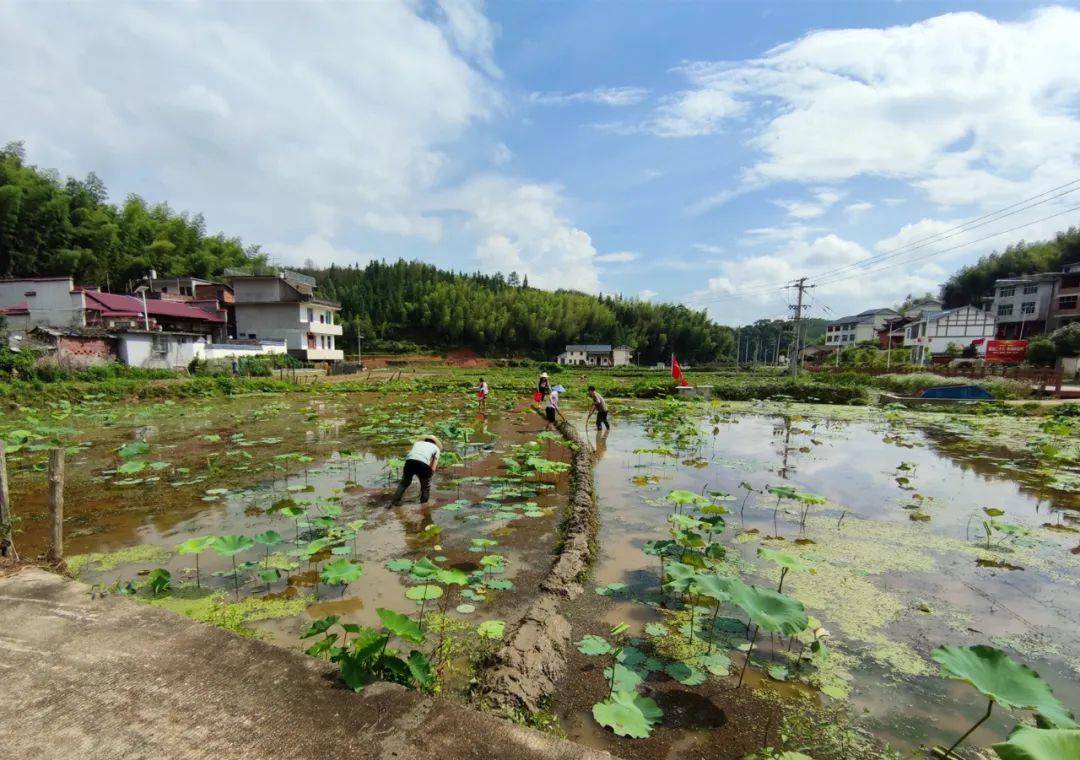 鄉村振興再出發丨寧化縣城郊鎮撂荒地變身黨員責任田