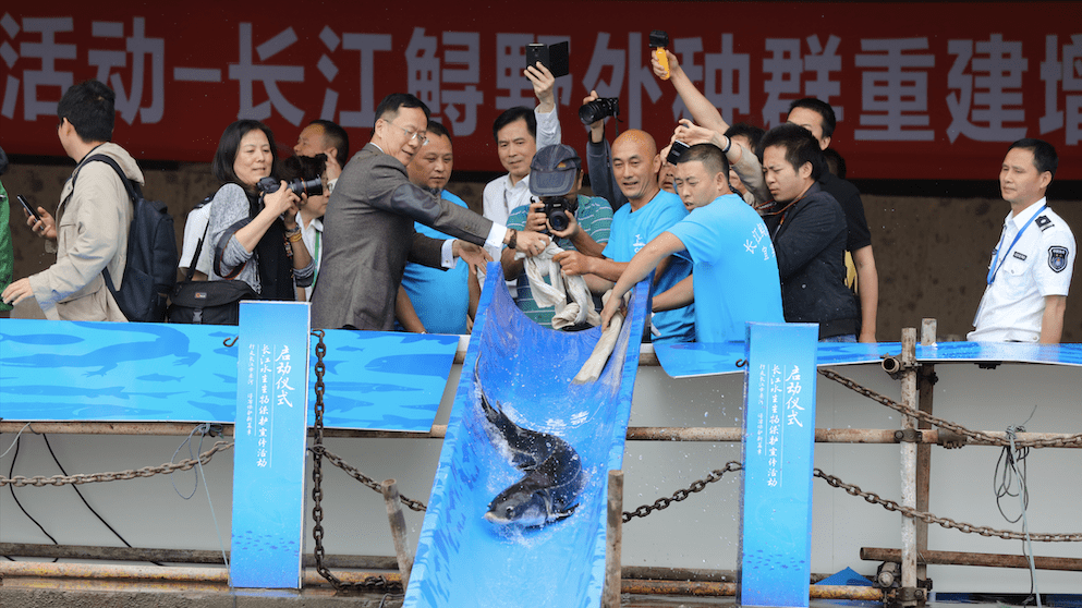 长江白鲟被正式宣布灭绝