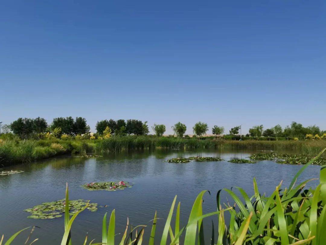 遇见最美同心 || 寻一处世外桃源 觅一处人间仙境_同心县_自然_芦苇花