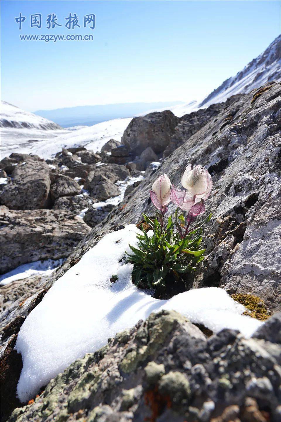 【组图】祁连山下——唐古特雪莲竞相绽放_海拔_冰川_初馨