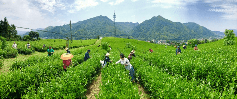 吳菁菁 小小茶葉托起致富強村夢_仙溪鎮_安化縣_貢茶