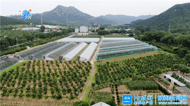 来里口山开启采摘之旅_颗颗_山秋歌_口感