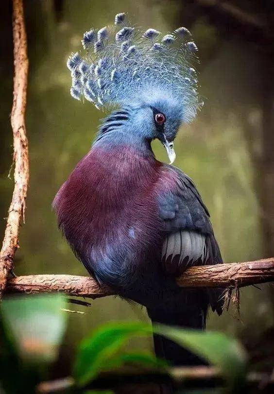 50种奇鸟怪鸟你见过哪些