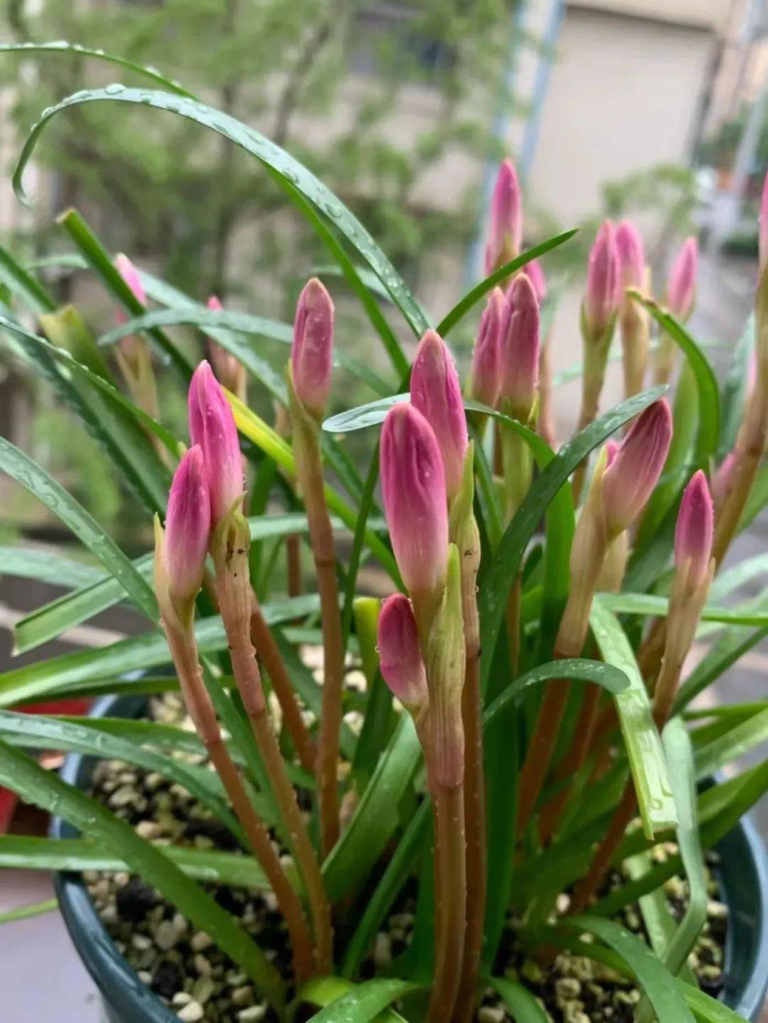 好一朵美丽的风雨兰家里养一盆1年就能花满盆