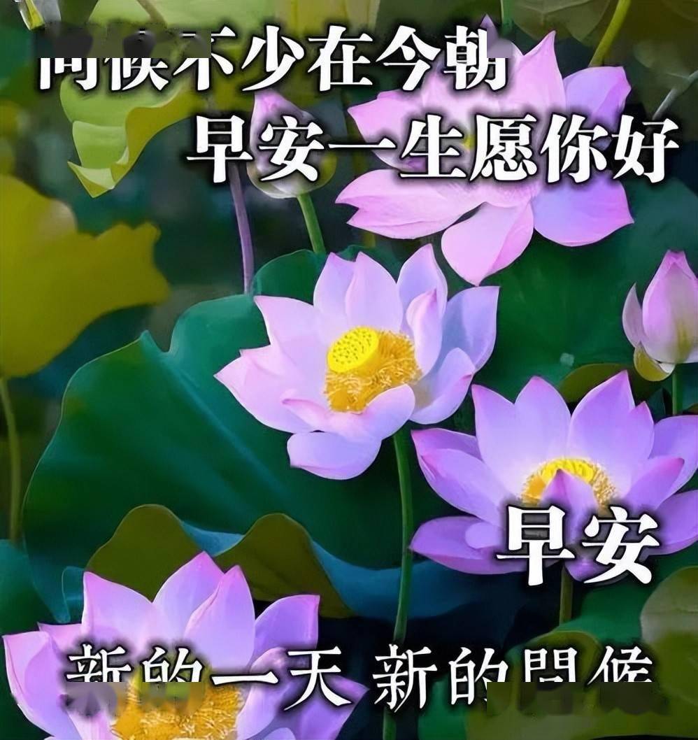 酷暑最新早上好表情大全心情好身体好万事好