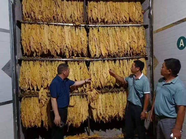 思南：普及科技知识促烟农增收_烤烟_烟叶_陈昌勇