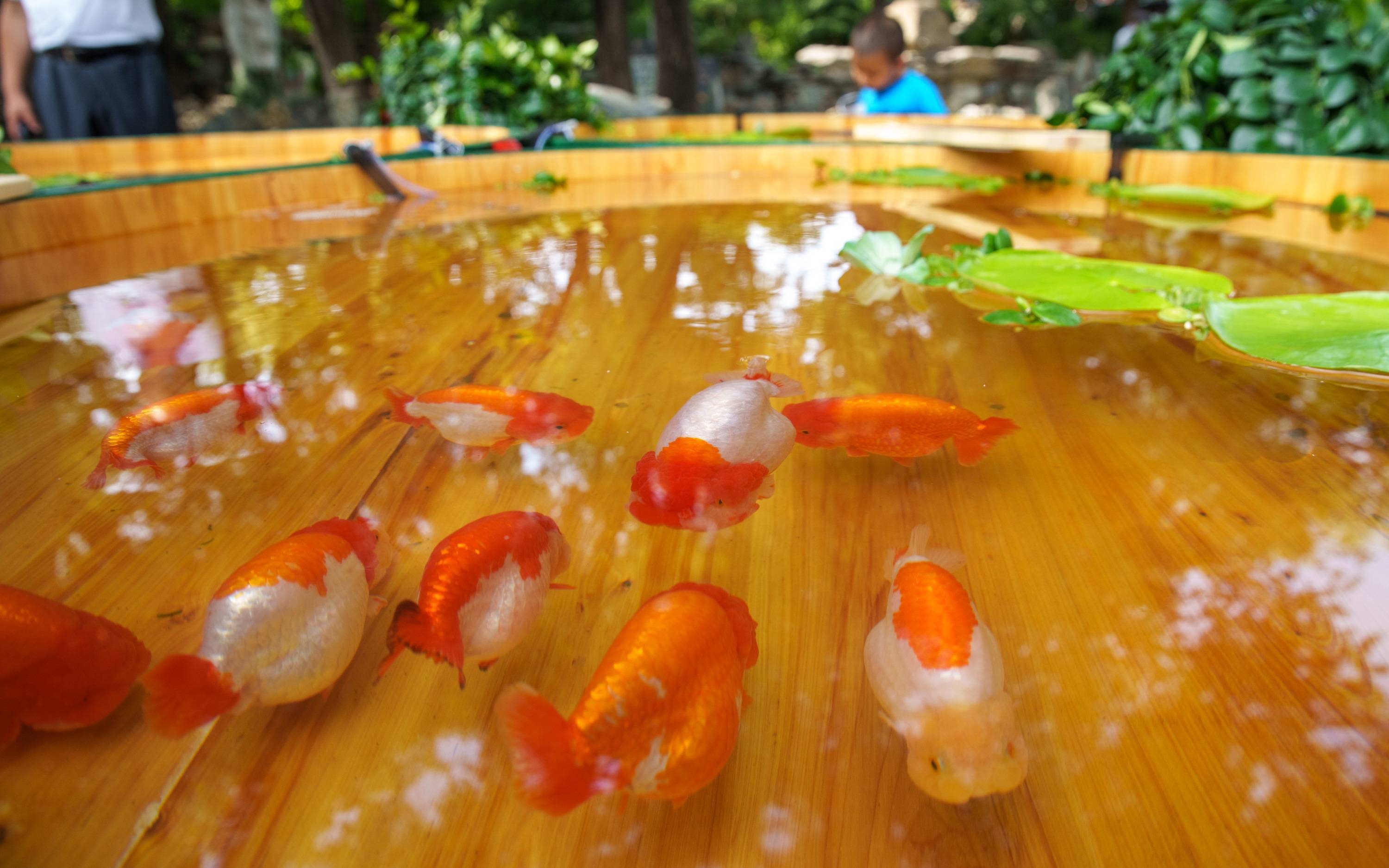 恭王府宫廷金鱼特展明日正式对公众开放现场展出濒危金鱼品种