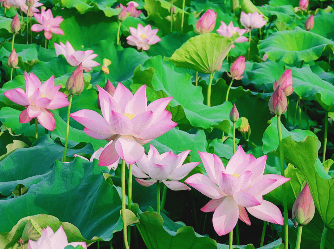 丽水处州白莲节7月28日开幕_荷花_老竹_赏荷